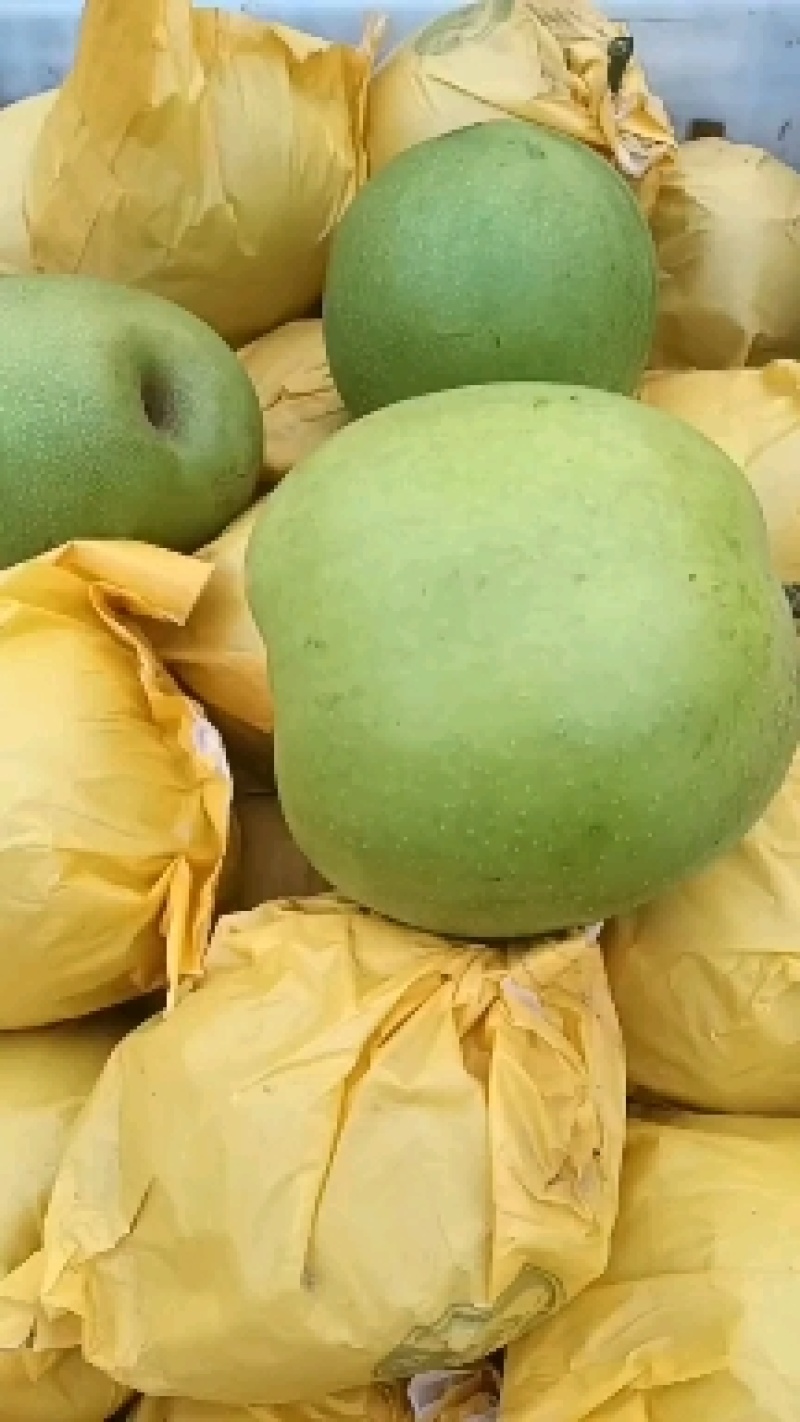 优质翠玉梨大量上市。质量好，价格低。含糖量高。代发全国。