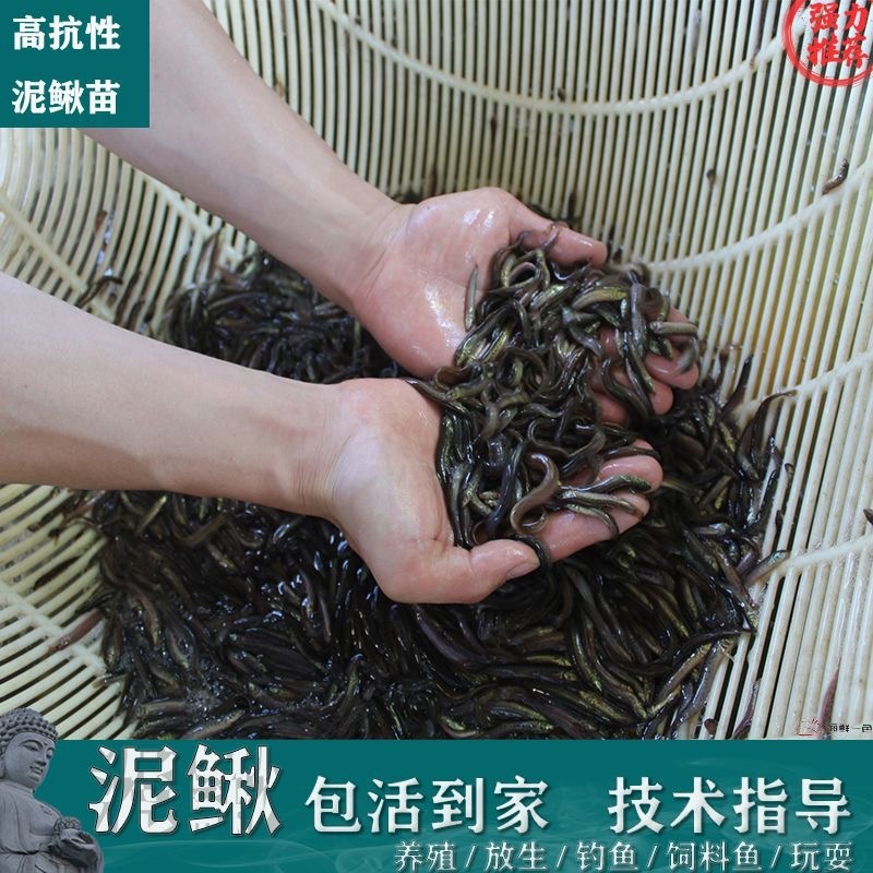 泥鳅苗厂家直销货真价实敢打价格战