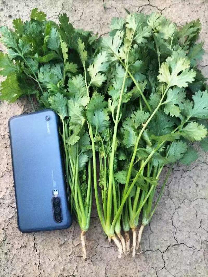 香菜