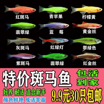 金鱼斑马鱼灯科鱼大号冷淡水新练手好养红绿灯金鱼