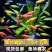 金鱼斑马鱼灯科鱼大号冷淡水新练手好养红绿灯金鱼