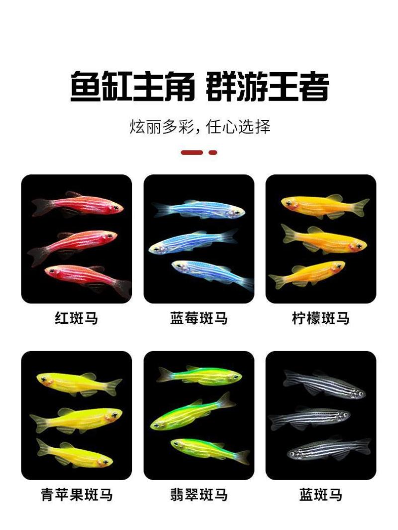 金鱼斑马鱼灯科鱼大号冷淡水新练手好养红绿灯金鱼
