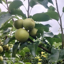 景东夏雪梨口感细腻化渣，汁多超甜