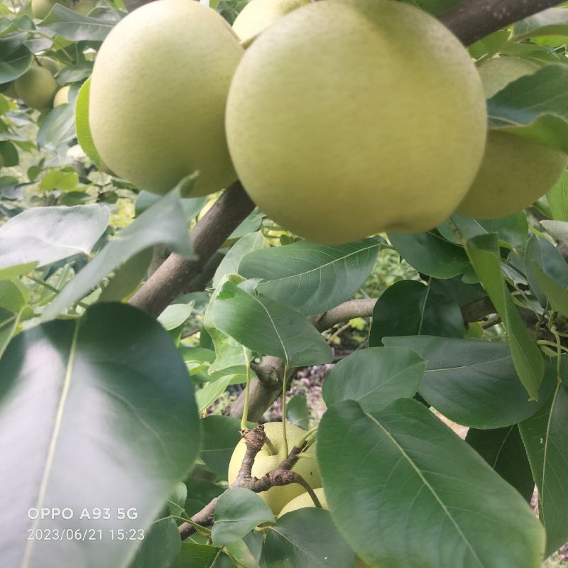 景东夏雪梨口感细腻化渣，汁多超甜