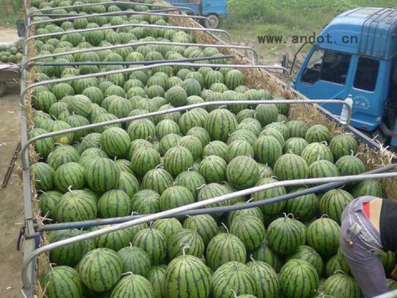 西瓜批发大量上市景蜜宝西瓜美都西瓜河南鲁山昭平台水库