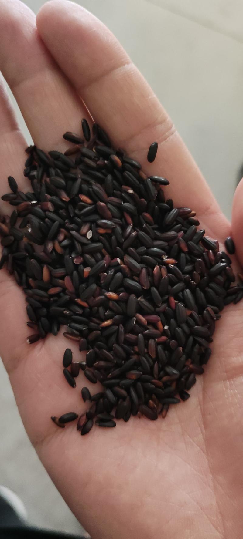 黑香米色选料黑米红米头做食品磨粉现货批发