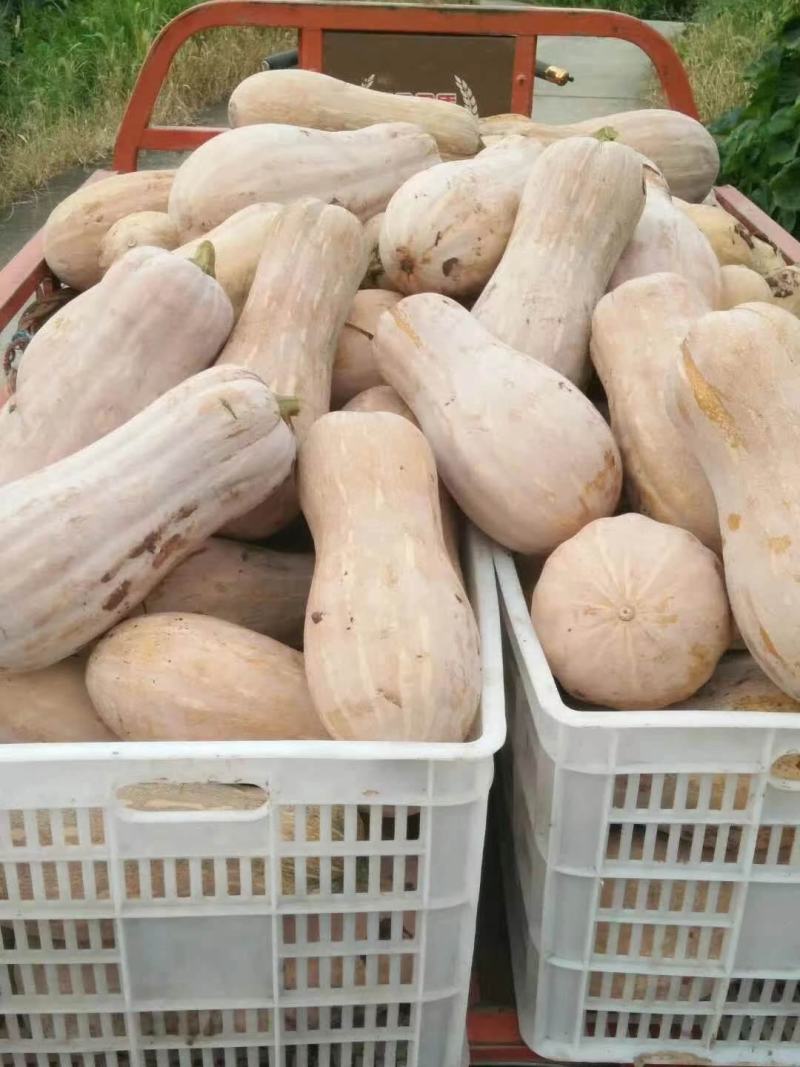 精品南瓜，大量供应