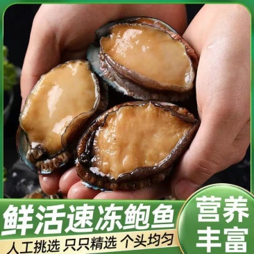 特大号鲍鱼新鲜冷冻鲍鱼鲜活深海大鲍鱼活体冷冻贝类海鲜水产