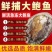 特大号鲍鱼新鲜冷冻鲍鱼鲜活深海大鲍鱼活体冷冻贝类海鲜水产