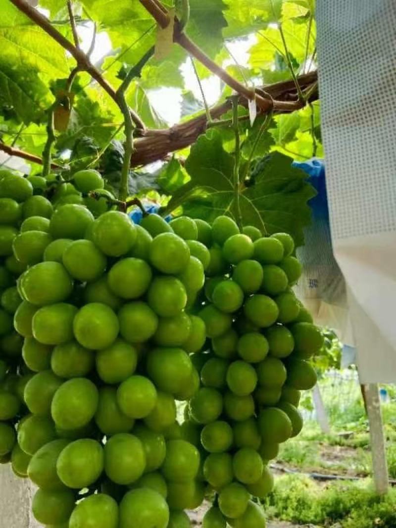 阳光玫瑰