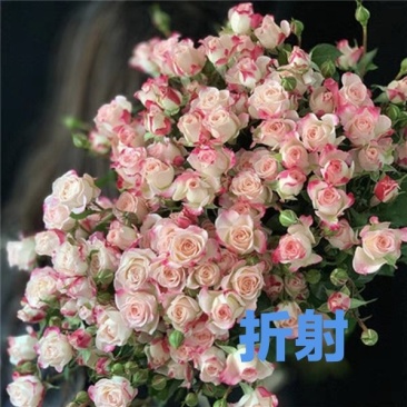 折射泡泡月季扦插花苗特大花玫瑰花苗盆栽四季开花