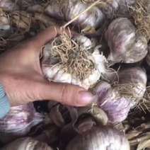 紫红皮杂交蒜，个大，产量高，蒜苔产量高……