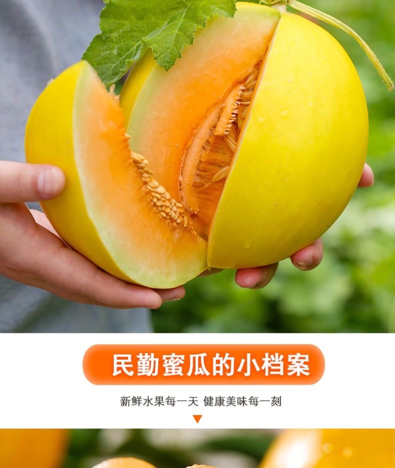甘肃民勤蜜瓜金红宝电商一件代发抖音快手社区团购