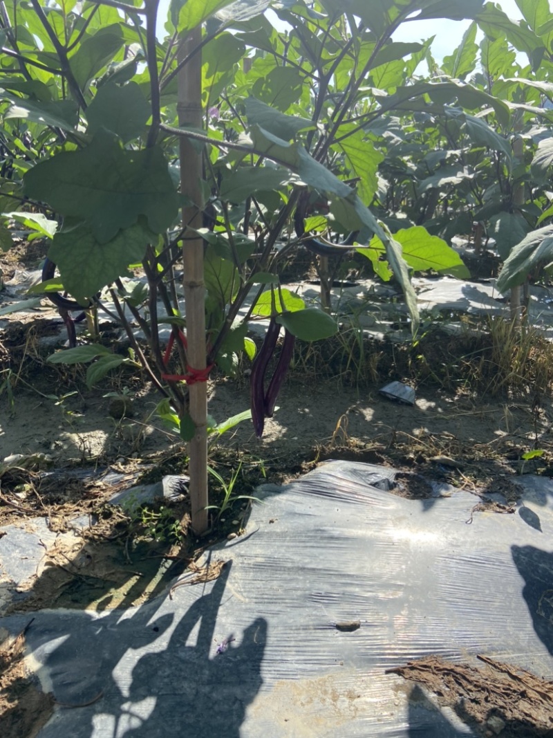 高山山沟沟茄子质量好量大油光发亮