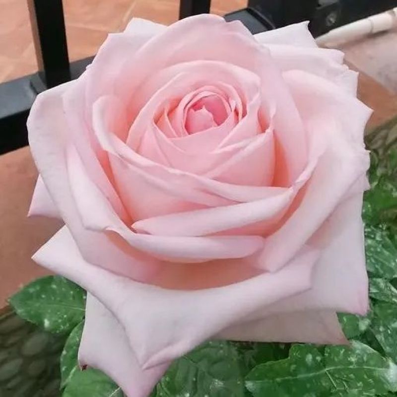 粉荔枝月季小苗荔枝果香味花苗切花月季多季节开花
