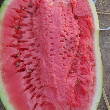 硒砂瓜