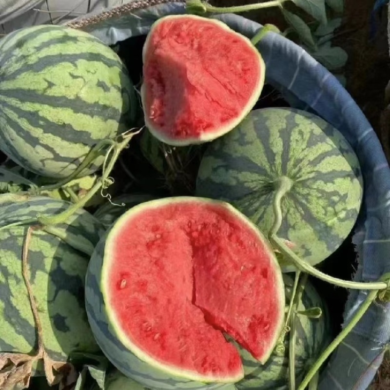 美都麒麟无籽西瓜，货源充足，薄皮大红瓤对接全国各地