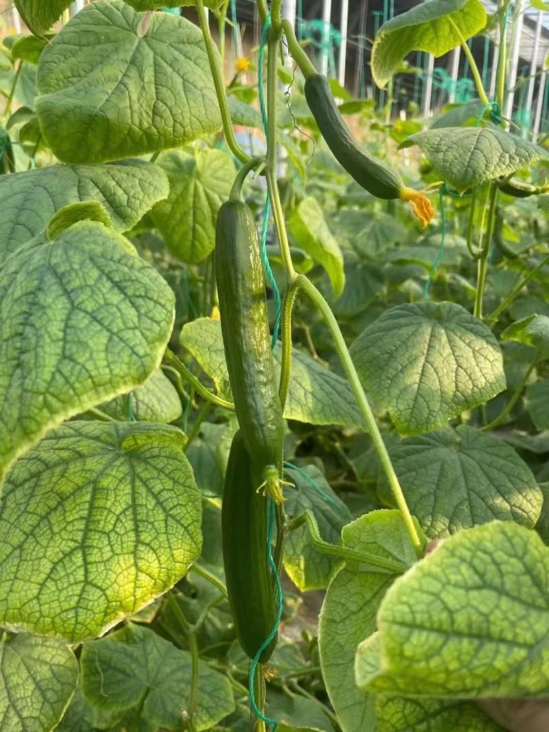 无刺水果黄瓜苗子，荷兰进口水果黄瓜苗子小黄瓜乳瓜苗子