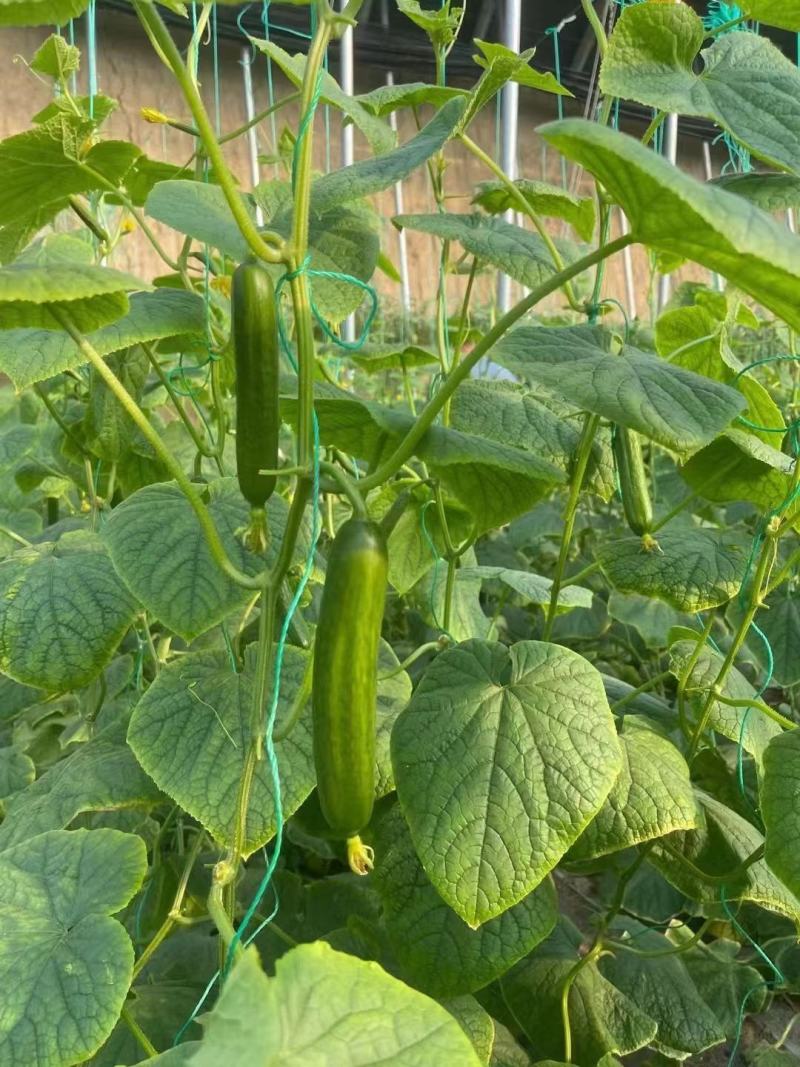 无刺水果黄瓜苗子，荷兰进口水果黄瓜苗子小黄瓜乳瓜苗子