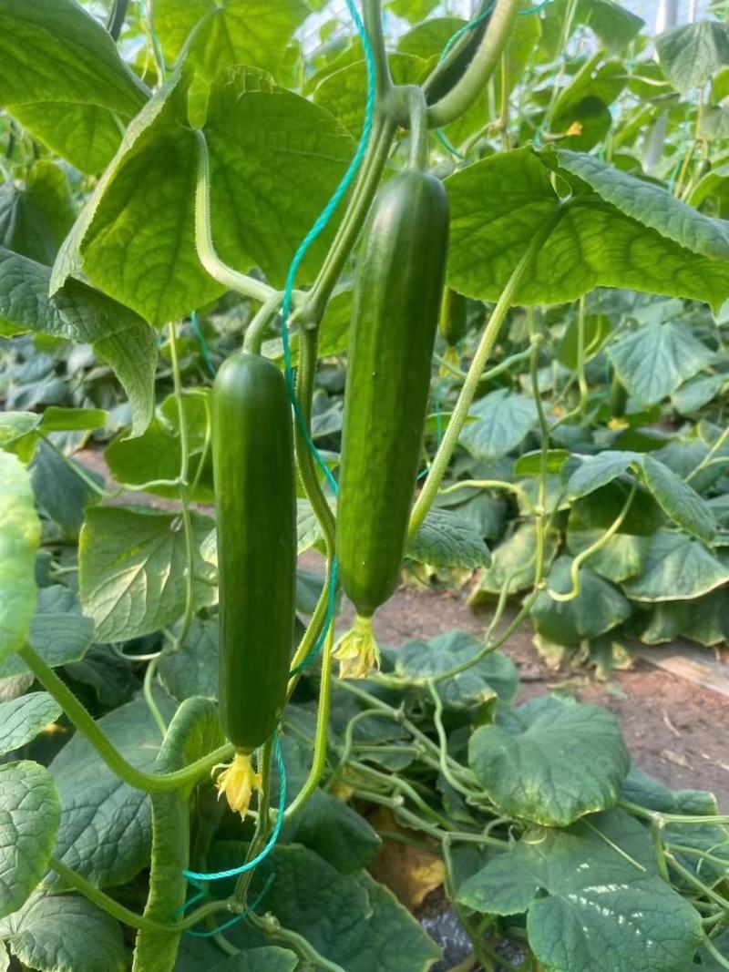 无刺水果黄瓜苗子，荷兰进口水果黄瓜苗子小黄瓜乳瓜苗子