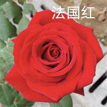 《法国红》玫瑰月季花苗四季开花大花切花扦插小苗阳台庭院