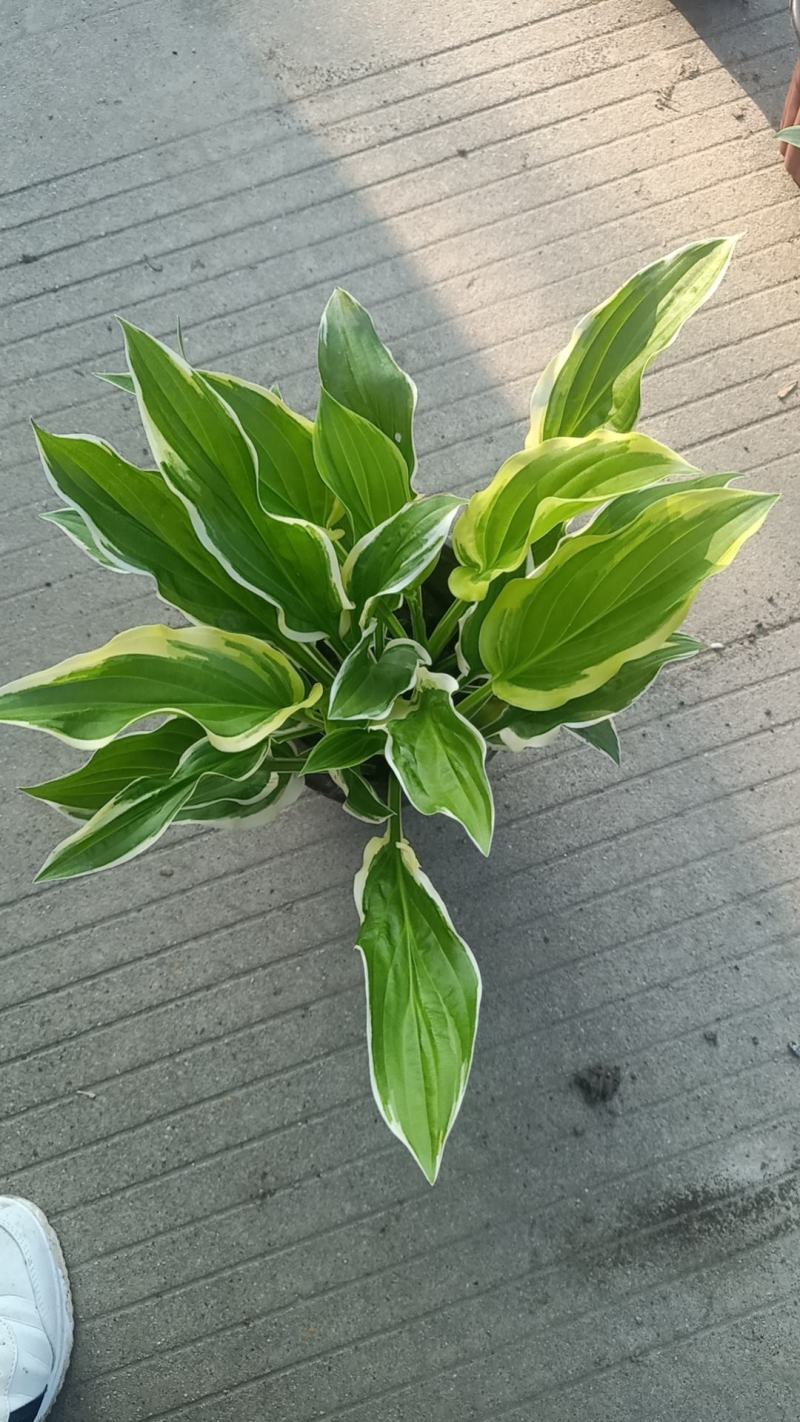 180盆金边玉簪