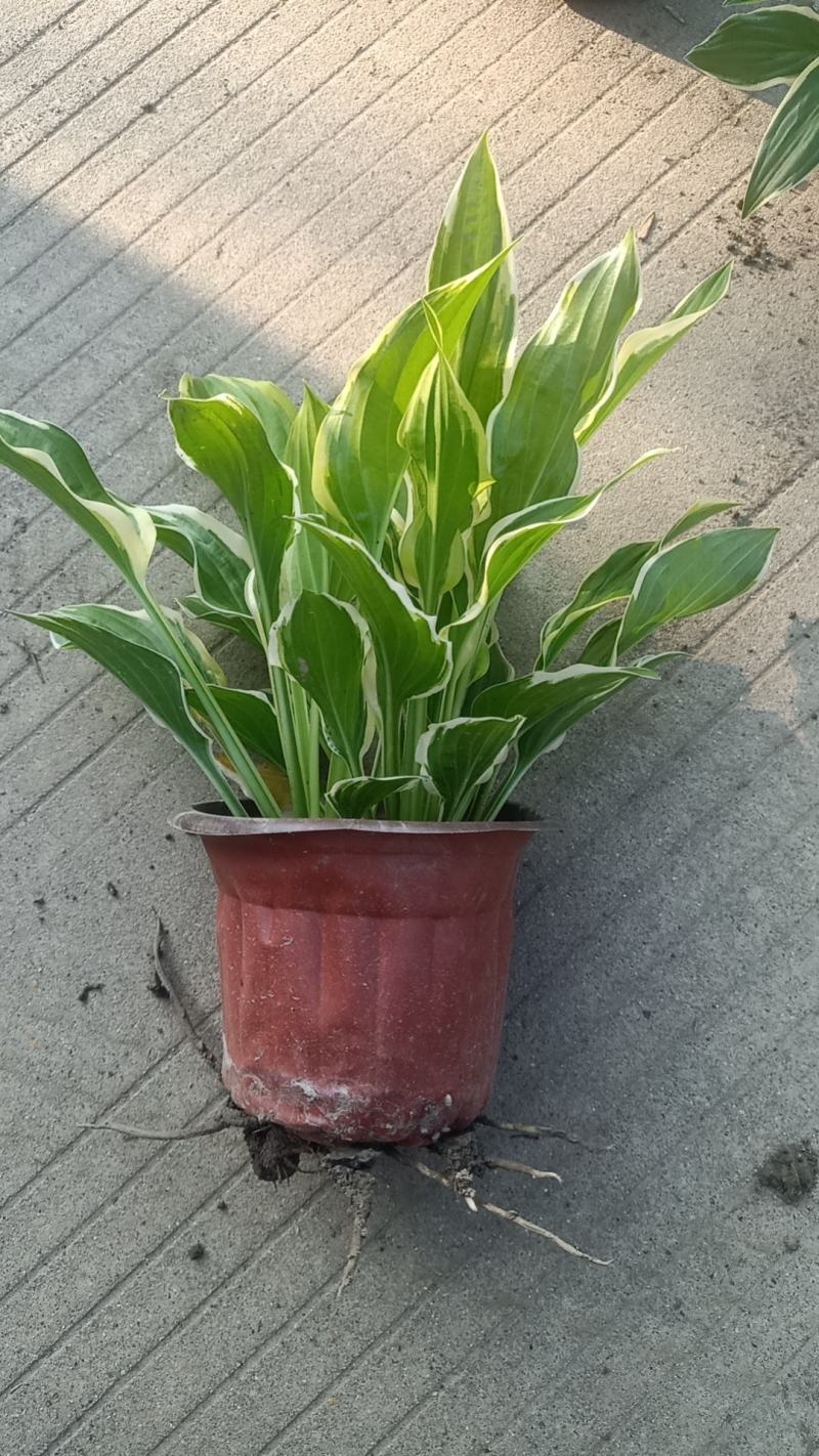 180盆金边玉簪