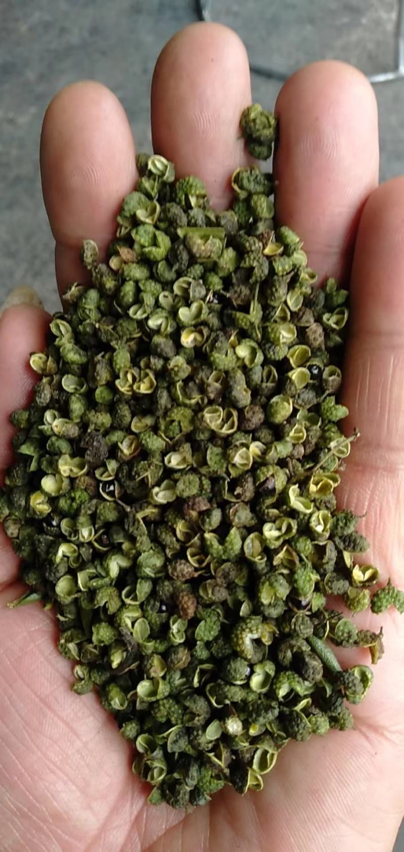 2025年新货青花椒青麻椒昭通花椒云南花椒