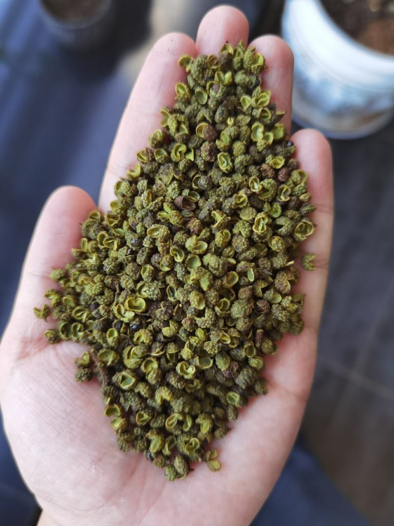 2025年新货青花椒青麻椒昭通花椒云南花椒