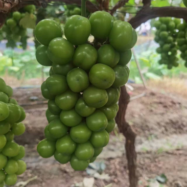 湖南阳光玫瑰8月上市