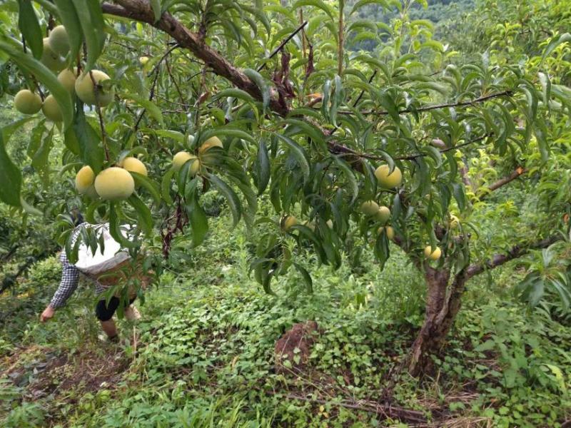 蜂糖李，甜过初恋的蜂糖李