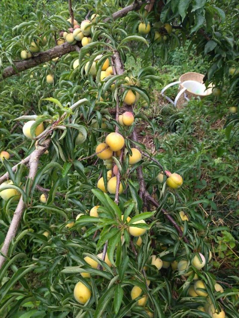 蜂糖李，甜过初恋的蜂糖李