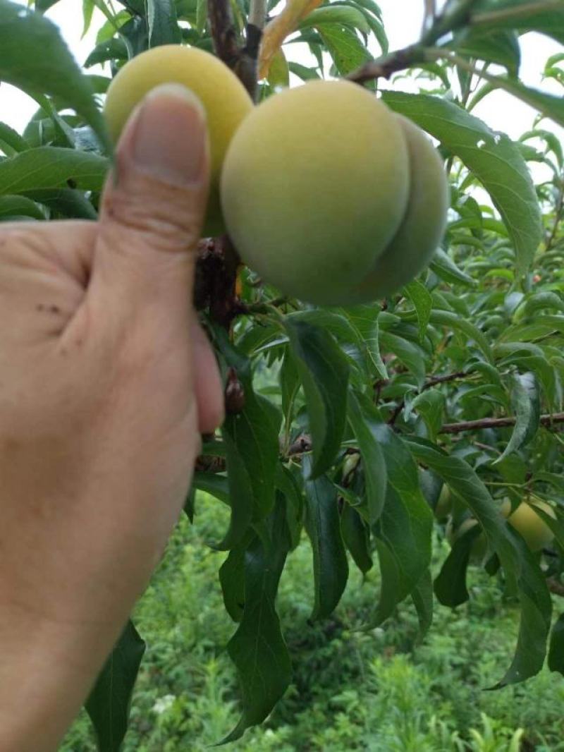 蜂糖李，甜过初恋的蜂糖李