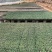 育苗基质营养土育苗土