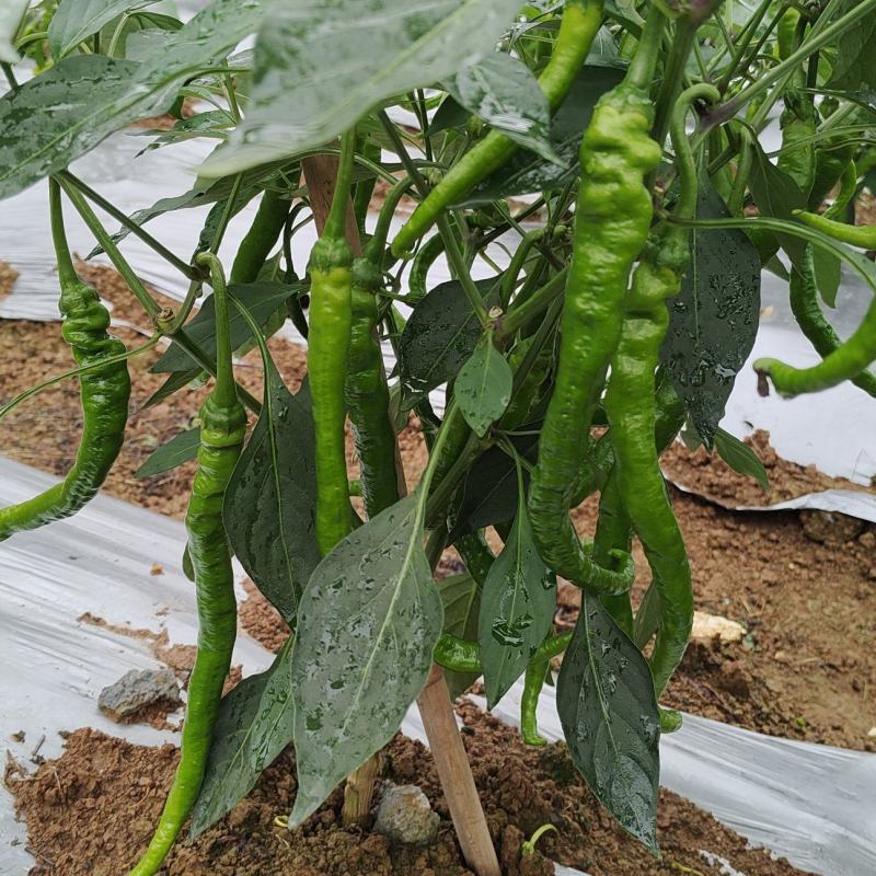 螺线大量上市，精品货每天可以走9米6