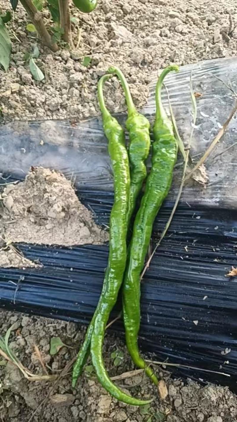 螺线大量上市，精品货每天可以走9米6