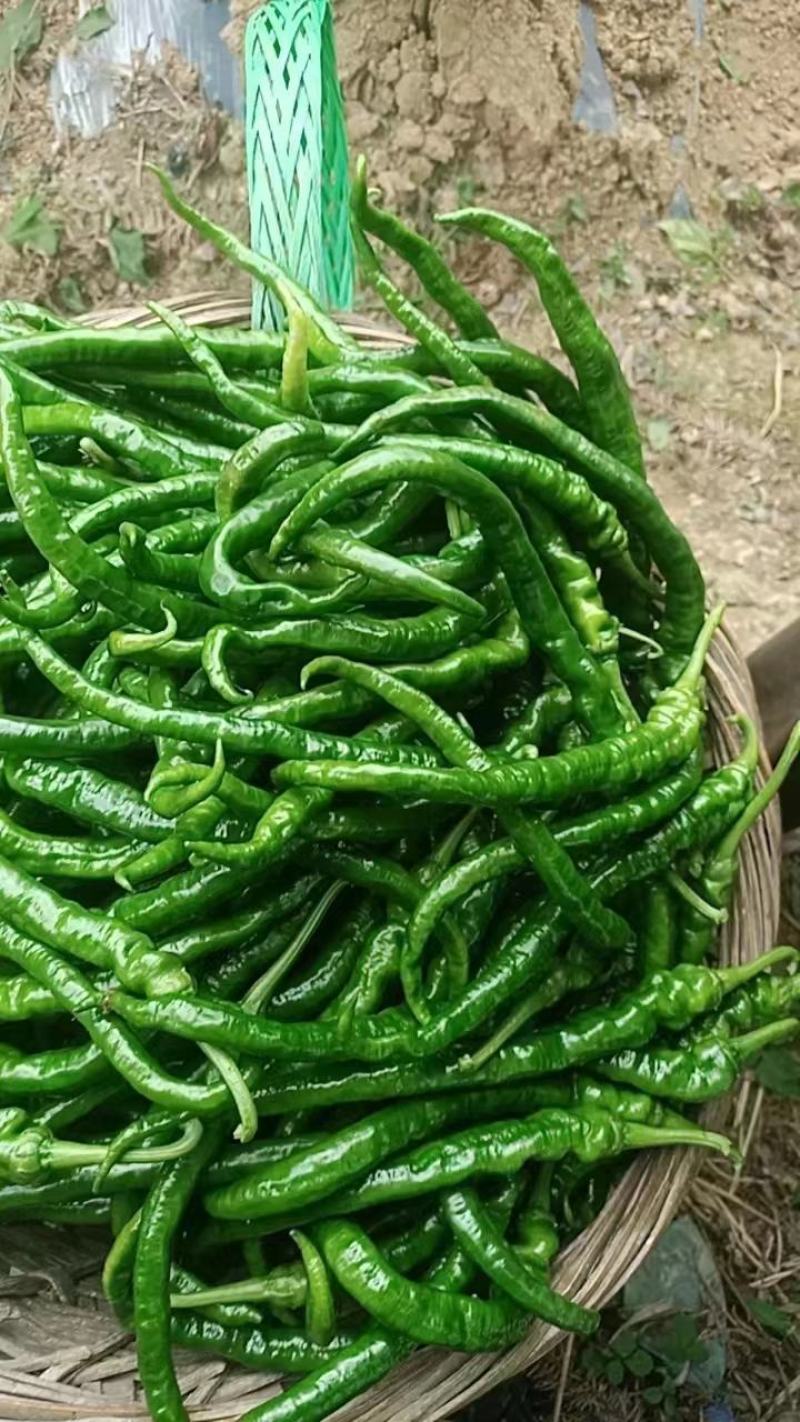 螺线大量上市，精品货每天可以走9米6