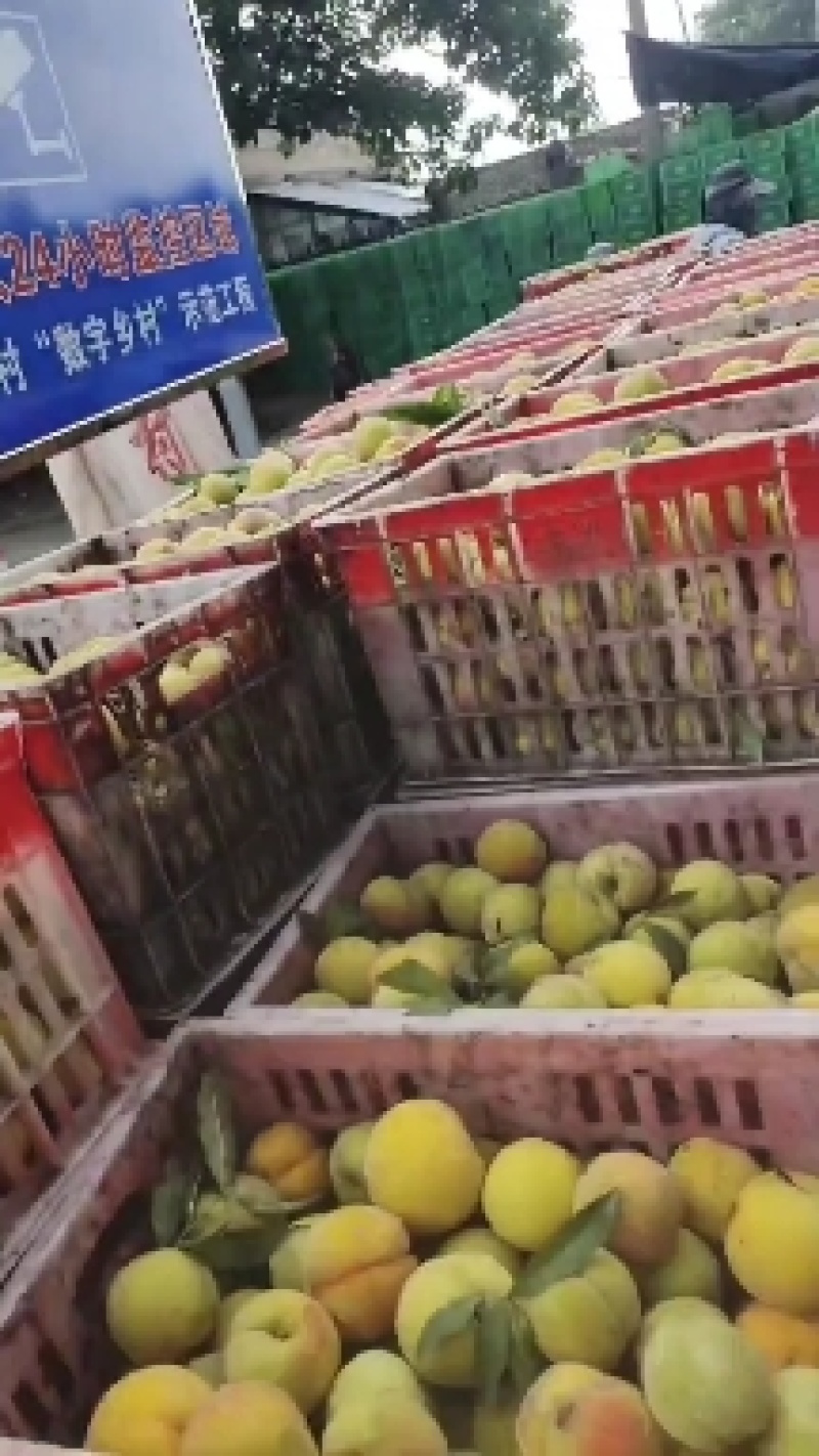 八三黄桃