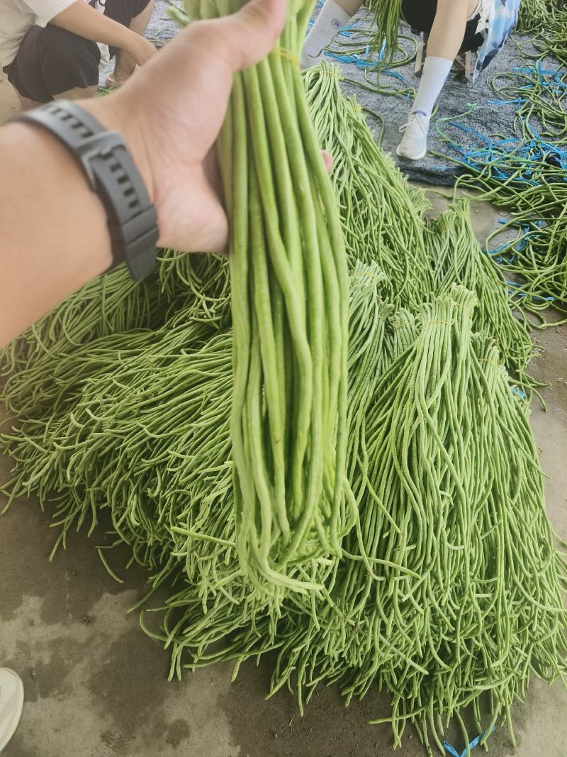 河南开封新鲜豆角一手货源品质好代发全国各地