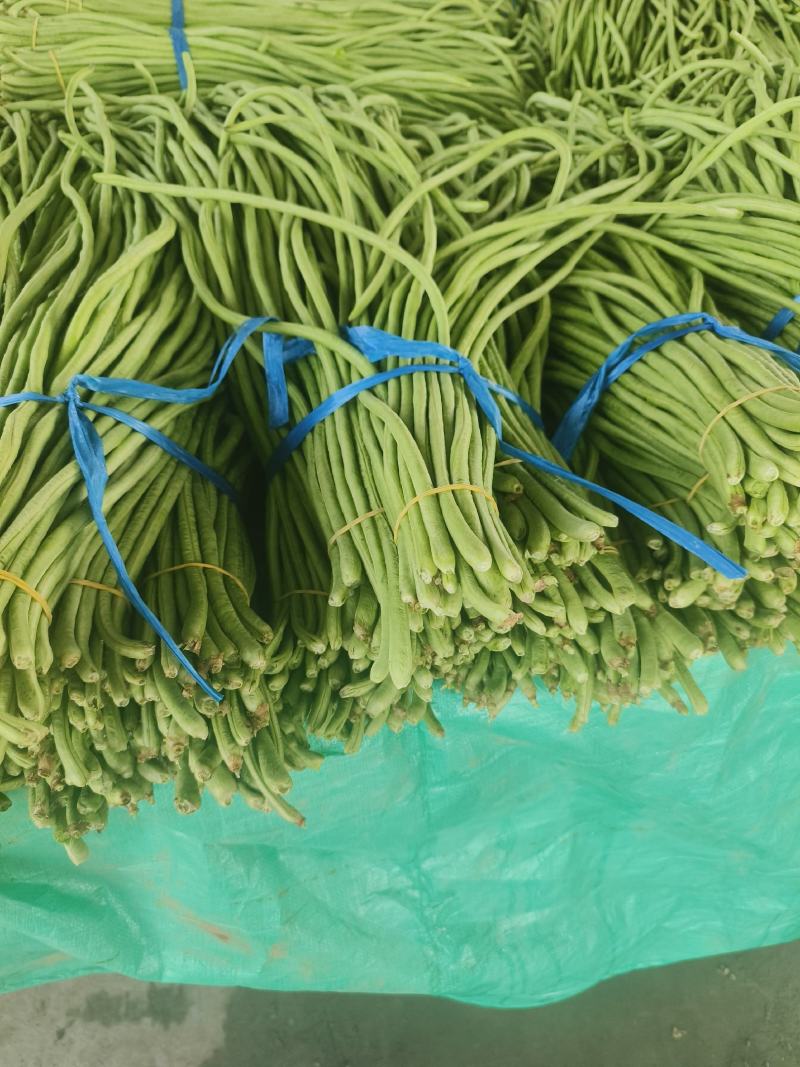 河南开封新鲜豆角一手货源品质好代发全国各地