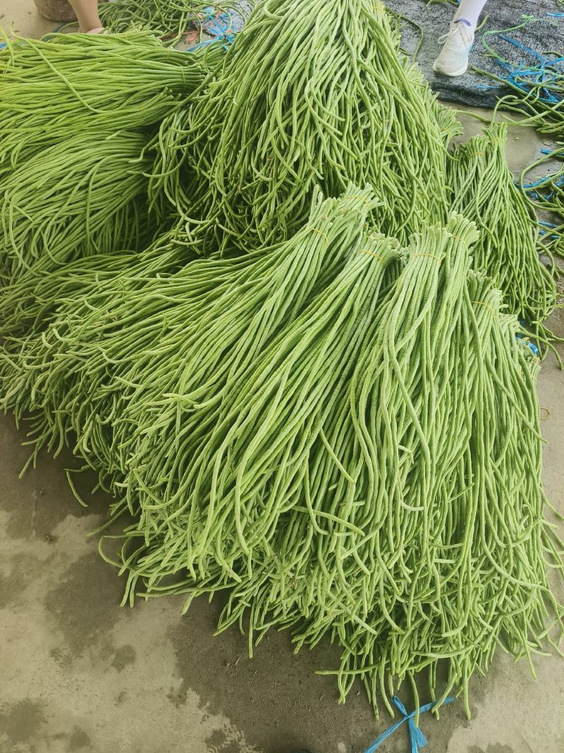 河南开封新鲜豆角一手货源品质好代发全国各地