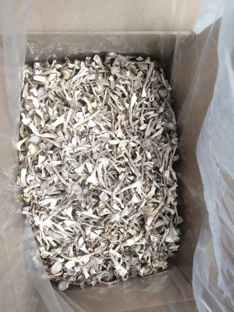 贵州鹿茸菇大量批发