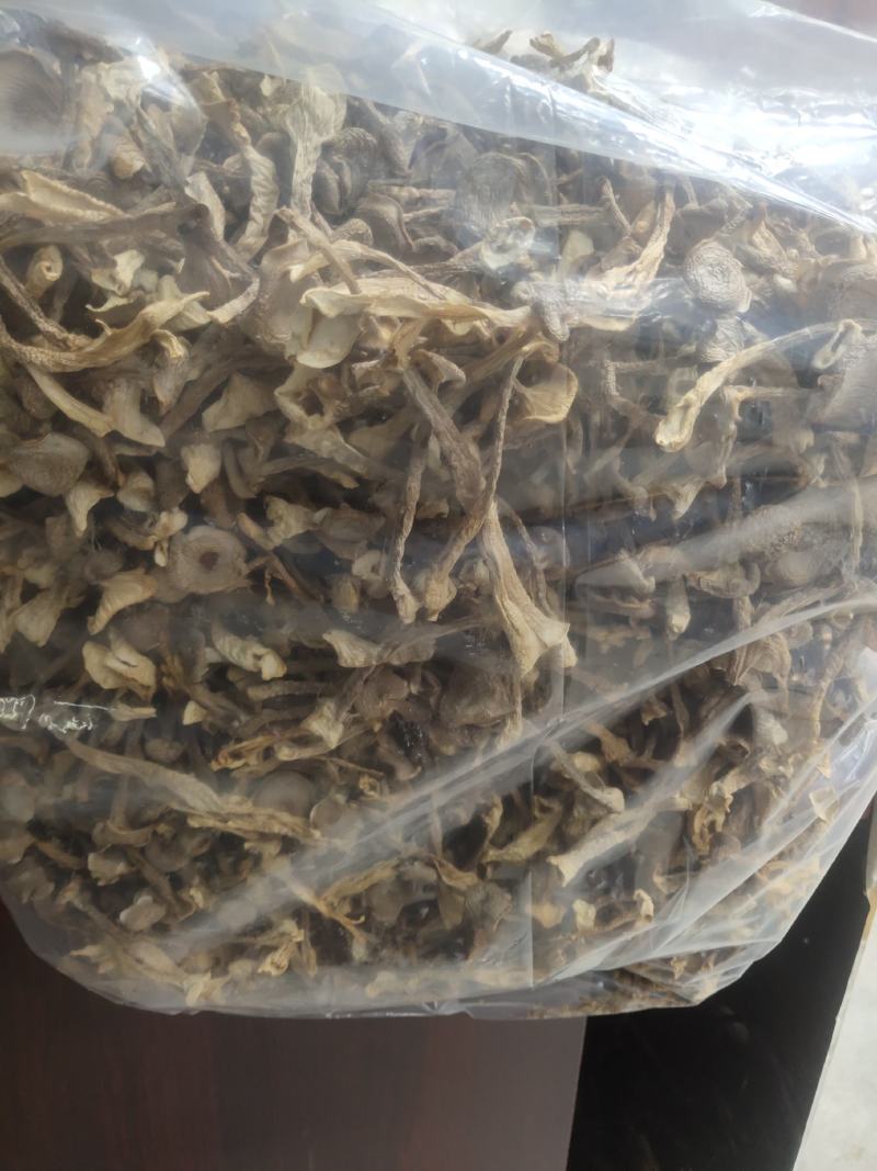 贵州鹿茸菇大量批发