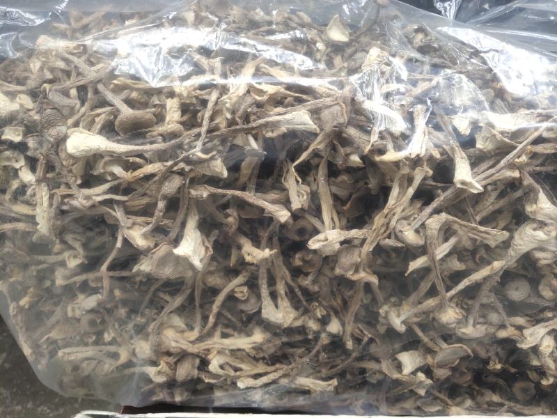 贵州鹿茸菇大量批发