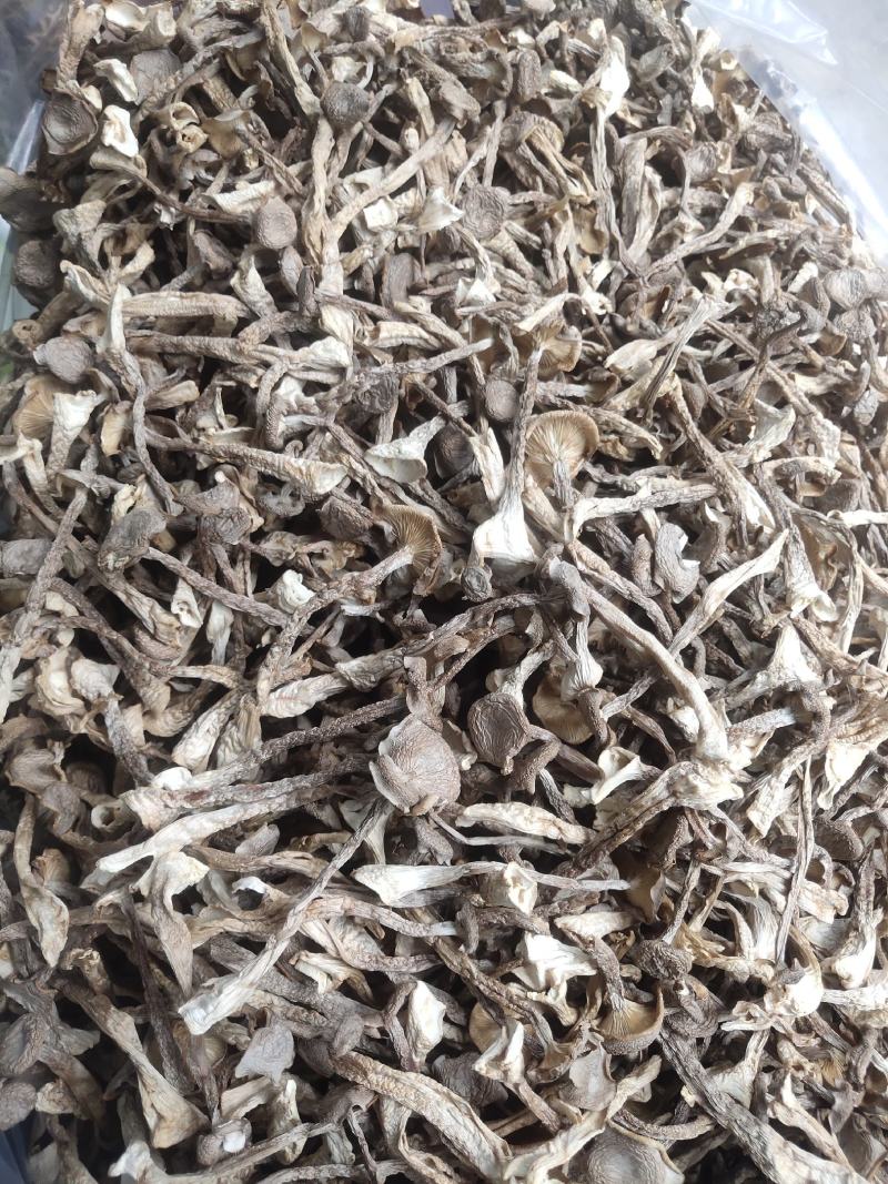 贵州鹿茸菇大量批发