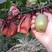 红心奇异果猕猴桃，红阳，金红50脐红口感细腻！