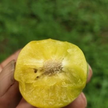 青脆李