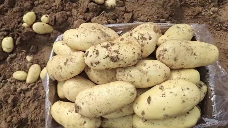 山东济南平阴大量供应黄心土豆、荷兰十五土豆二膜土豆