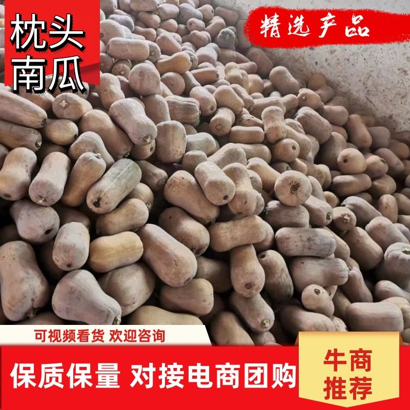 枕头南瓜陕西南瓜板栗南瓜日供50吨香甜面糯市场商超电商