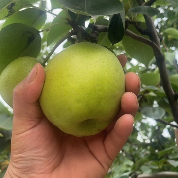 砀山皇冠酥🍐梨
